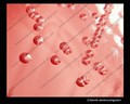 listeria monocytogenes